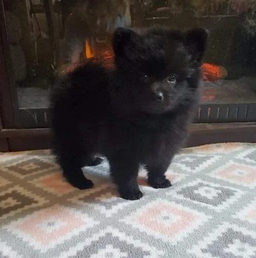 Cute Pomeranian puppies for sale