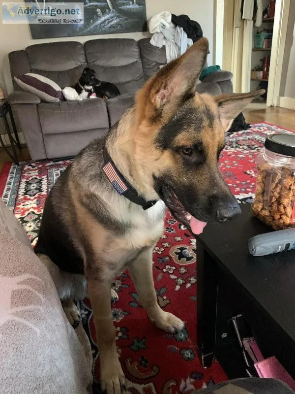 German Shepherd Pup