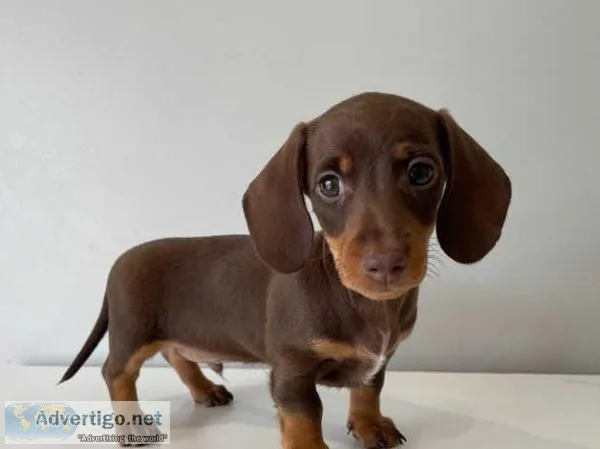 Cute Miniature Dachshund puppies.