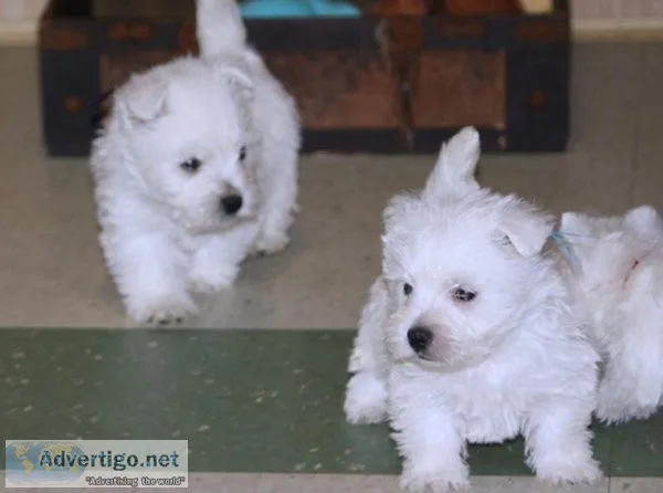 Gorgeous Westie Puppies for adoption.