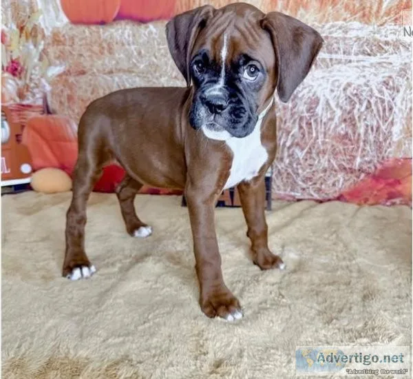 AKC Boxer Puppies for sale.