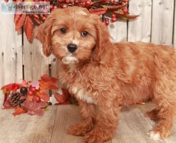 Home Raised Cavapoo Puppies for sale