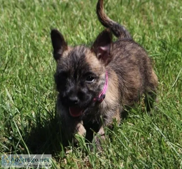Charming Cairn Terrier puppies ready