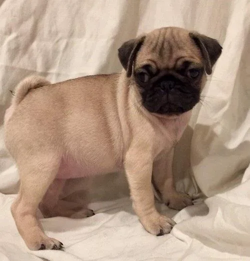 Fawn and Black Pug puppies available