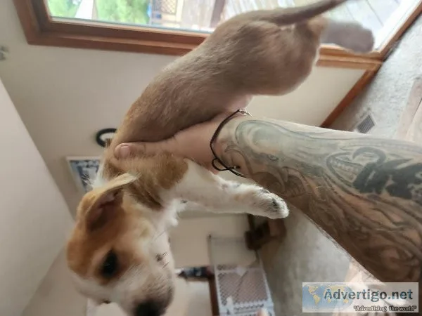 Jack Russell terrier mix puppies