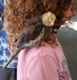 EXTRAordinary Exotics Mobile Petting Zoo
