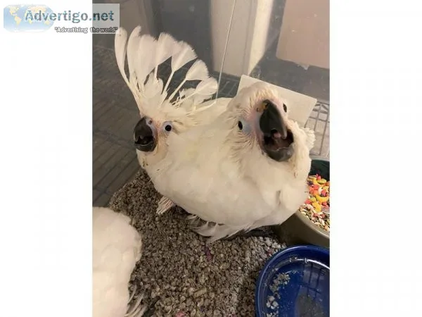 Babies Umbrella Cockatoo available