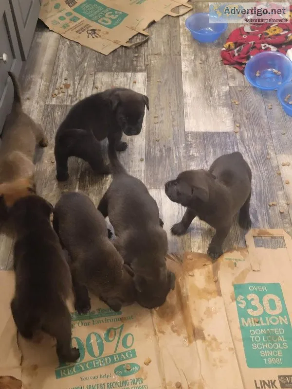 Pitrotwieler mix puppies