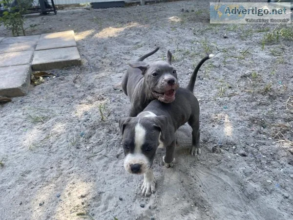 Gorgeous Blue nose puppies