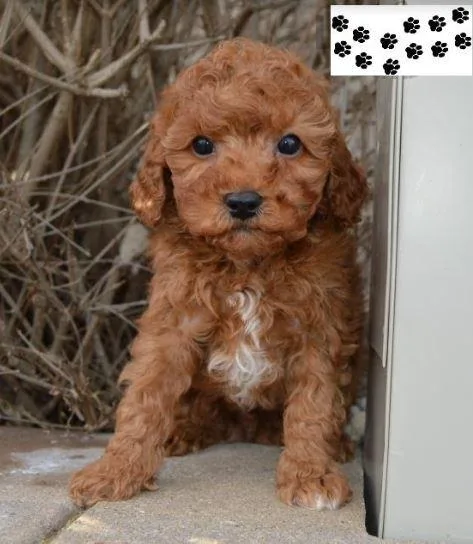 Cockapoo Puppies