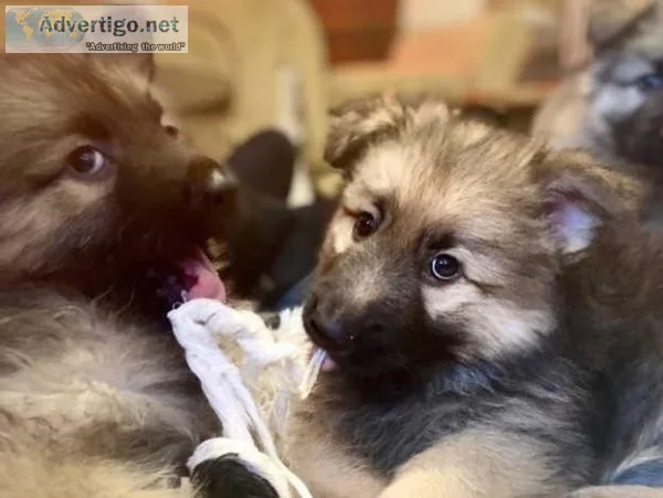 German Shepard Puppies litters available
