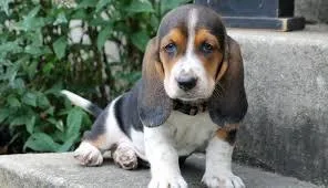 basset hound puppies