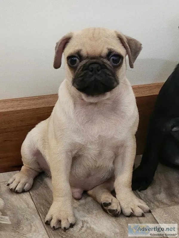 Piper