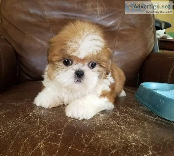 shih tzu puppies ready