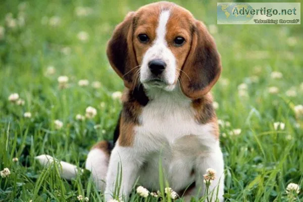 intelligent Beagle puppies