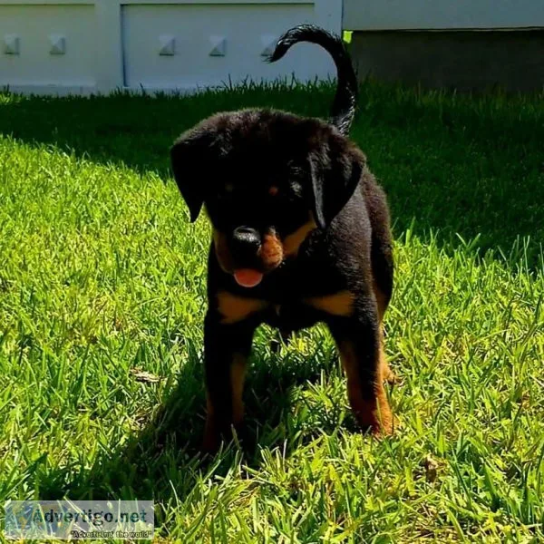 Rottys for sale