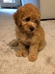 GoldenDoodle Puppies for sale