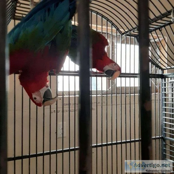 Green Wings Macaws for adoption