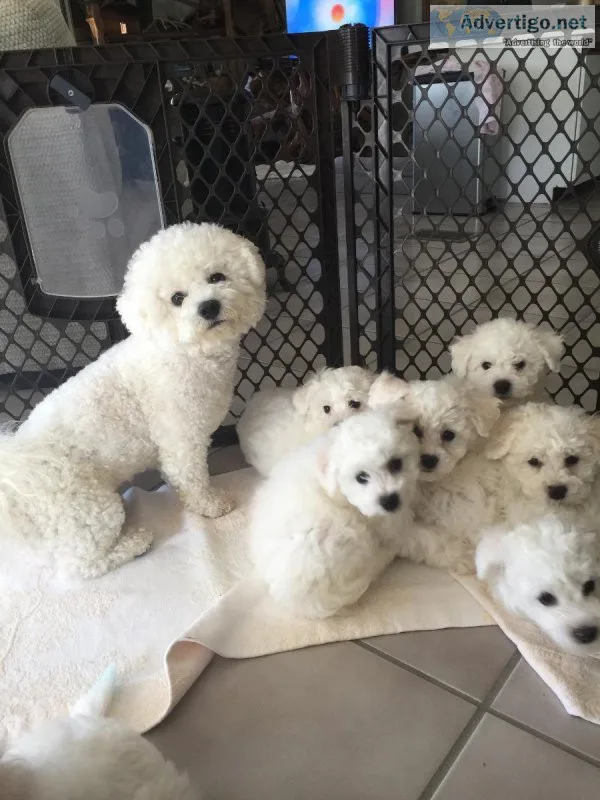My Beautiful Bichons