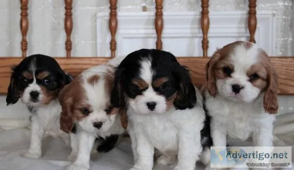 Pure Cavalier king charles spaniel Puppies litters ready