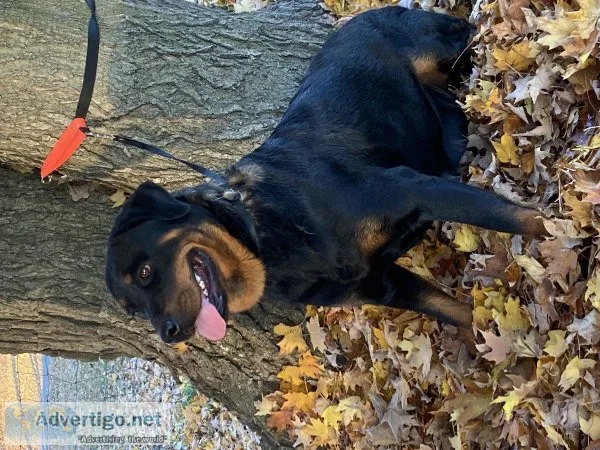 Rottweiler Puppies
