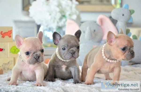Solid French Bulldog Litters