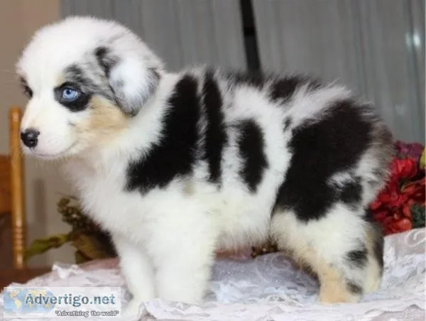 Australian Shepherd puppies ready