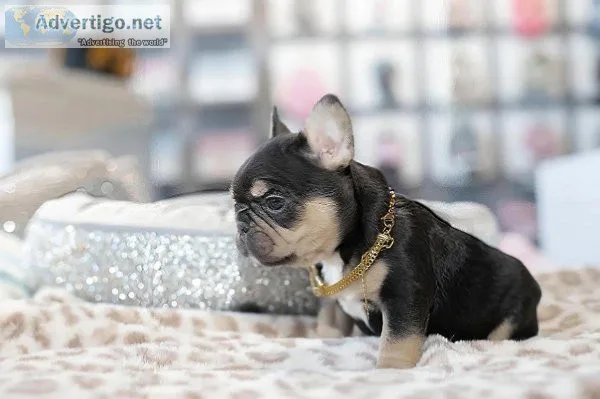 Bulldog FRAN&CcedilAIS &agrave vendre