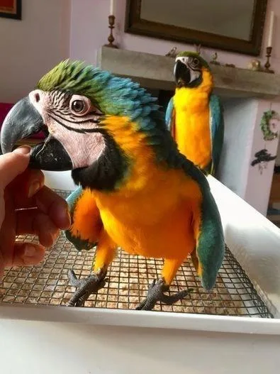 Talk-Pair Macaw parrots