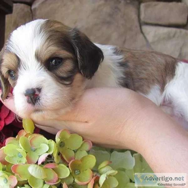 Outstanding Cavachon pups for sale