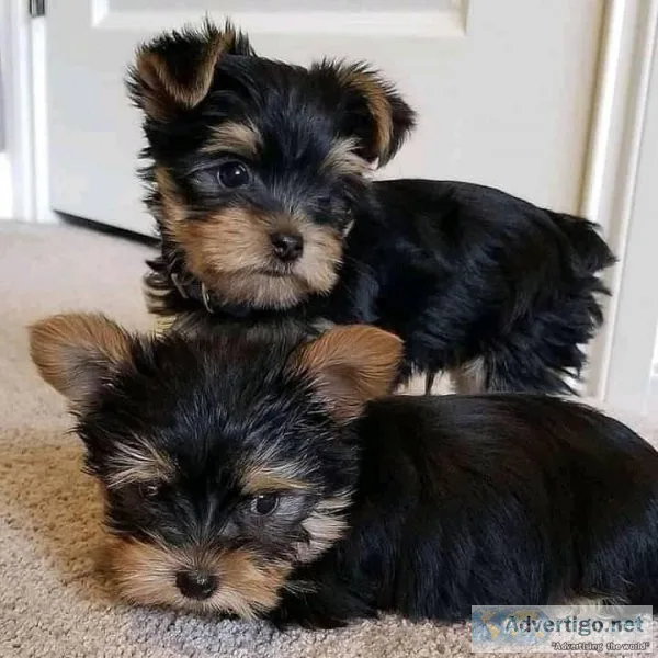 Lovely AKC Yorkshire Terrier Puppies Free