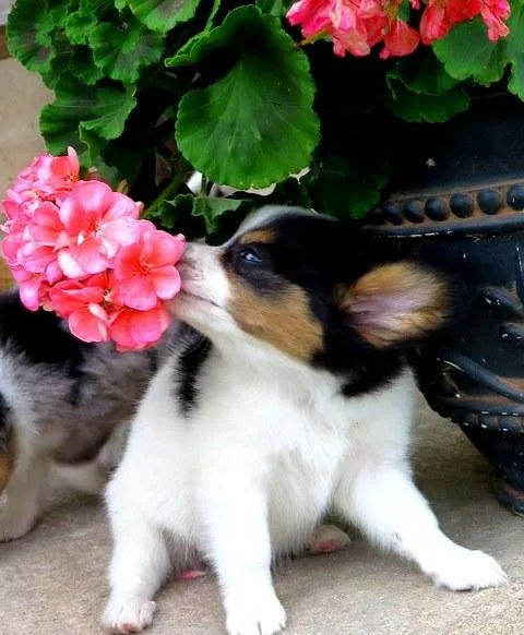 Adorable Papillon puppies ready to go now