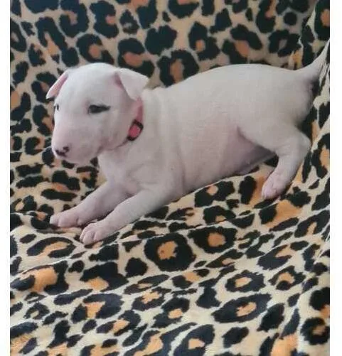 Purebred Bull Terrier puppies