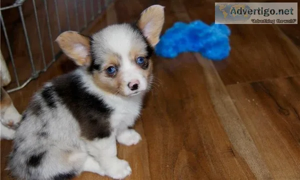Purebred Pembroke Welsh Corgi puppies for sale