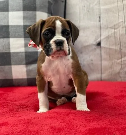 Strong Boxer puppies Litters