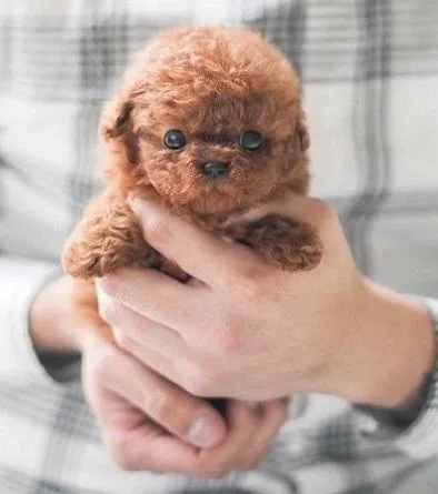 Pure poodle puppies ready now