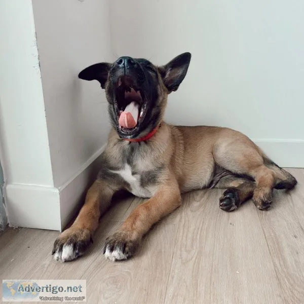 We have a gorgeous litter of Belgian Shepherd Malinois puppies.