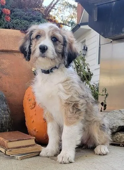 Healthy Aussie Doodle Puppies Available