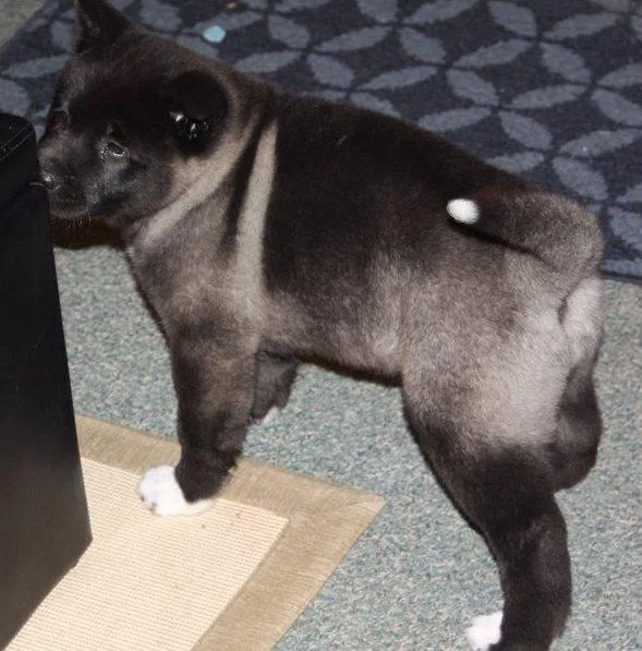 Gorgeous Akita Puppies Available