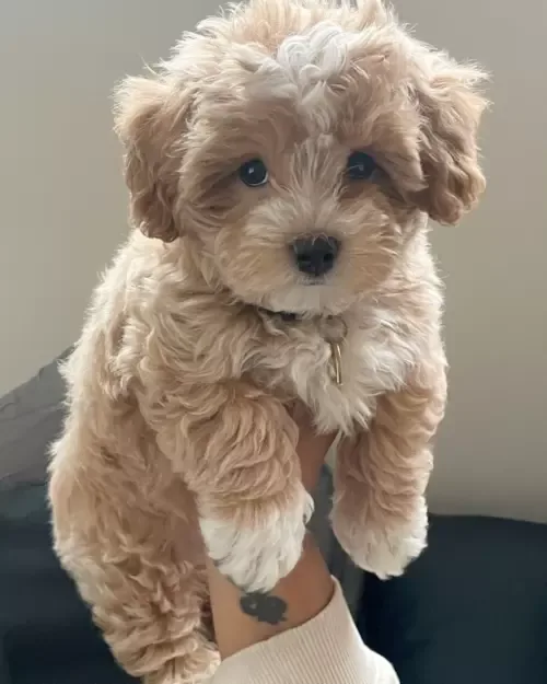 maltipoo puppies