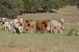 450 Holstein Open Heifers for sale