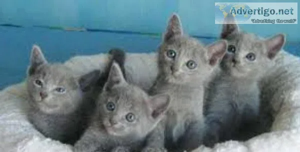 DFHFH FGRHJ Russian Blue kittens