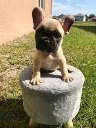 French Bulldog Puppies