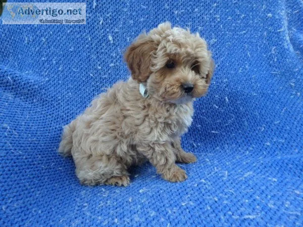 Shih-Poo Puppies