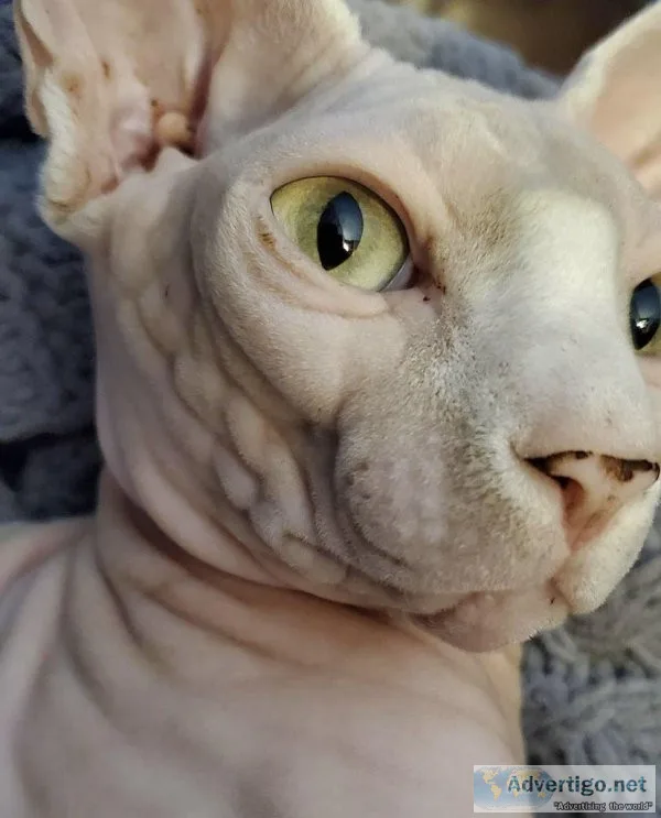Adult male sphynx