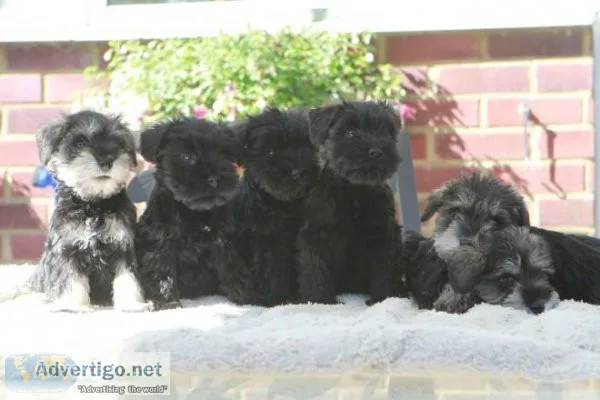 GREGRH Miniature Schnauzer puppies