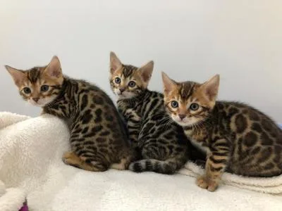 Lovely Bengal kittens for sale