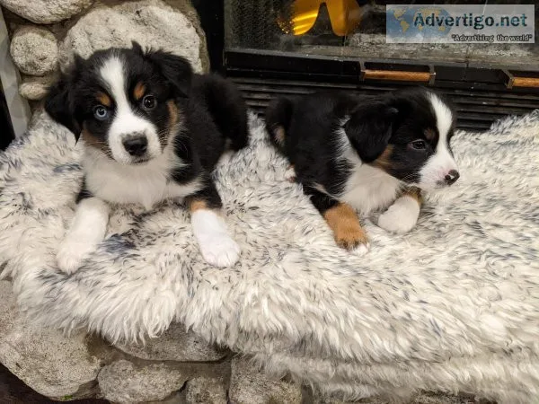 MINI AUSTRALIAN (AUSSIE) SHEPHERDS