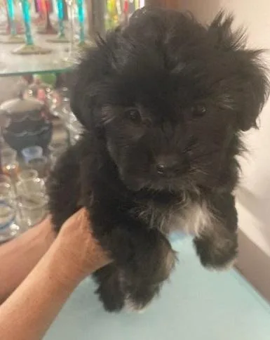 Shorkie Small Female Beauty