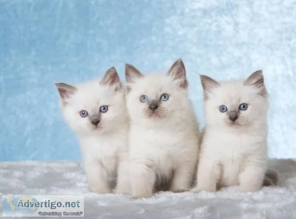 FDFGNGF FGFNG Rag-doll kittens